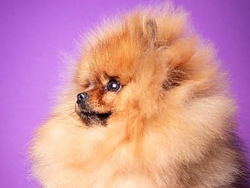Pomeranian · Malmö · Majdzezo .