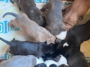 Blandras: American staffordshire terrier, Cane corso, American bully · Enköping · Isabella J.