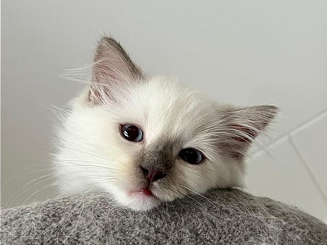 Ragdoll med Stamtavla