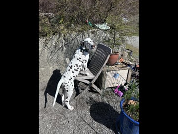 Kennel Shospot