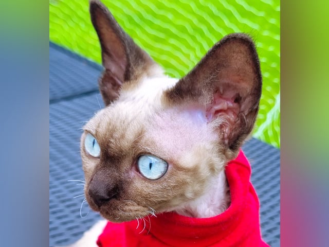 Devon Rex
