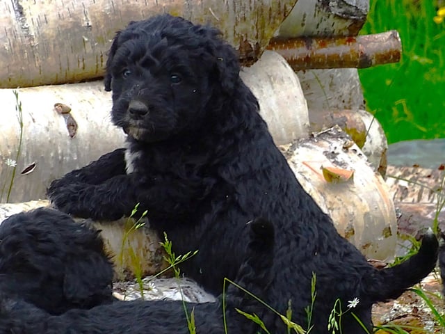 Bernerdoodle · Överkalix · Snabelsnutens Hus