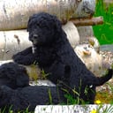 Bernerdoodle
