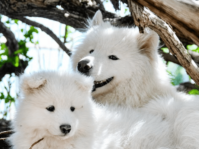 Samojedhund
