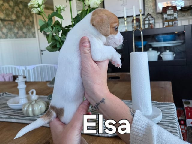 Jack Russell terrier
