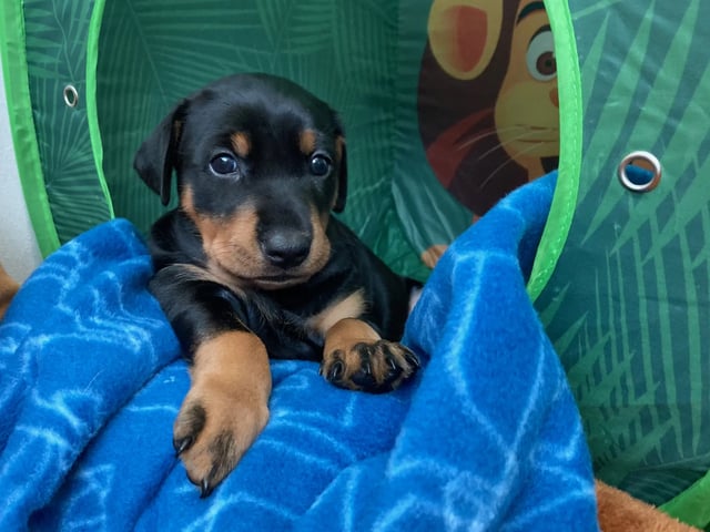 Pinscher