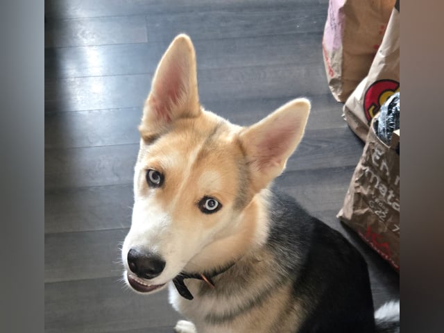 Siberian husky