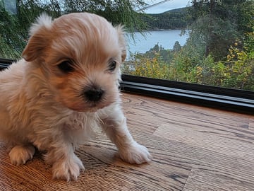 50%russisk bolonka 50%chihuahua/shi · Åros · Privat