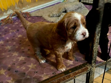 Truffelnose