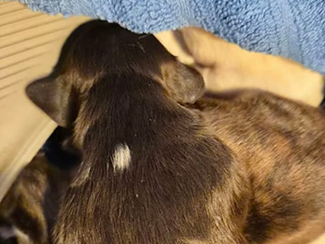 Skønne Shih Tzu hvalpe