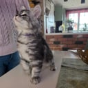 Sibirisk kat
