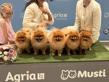 Pomeranian · Flekkerøy · Tiny DreamStar