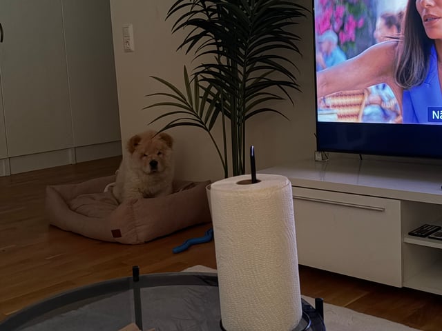 Chow chow
