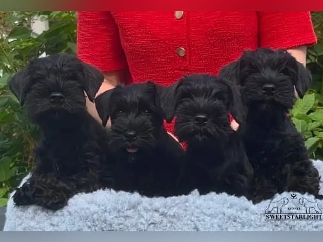 Dværgschnauzer