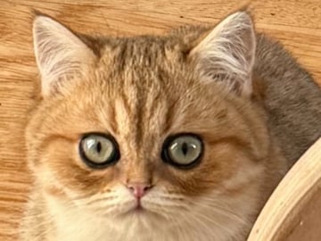 CHa