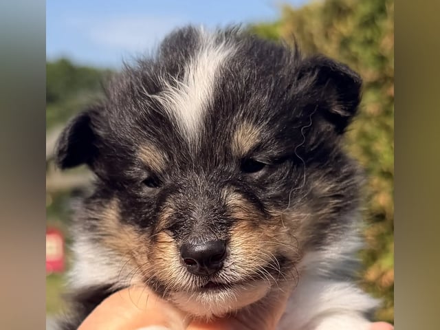 Shetland sheepdog