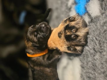 Schæferhund · Saksvik · Hundhamaren