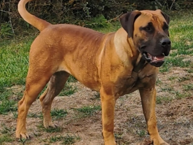 Boergarden boerboels