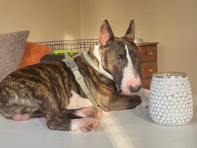 Miniature Bull Terrier