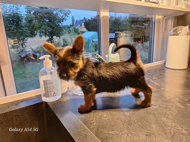 Australsk terrier