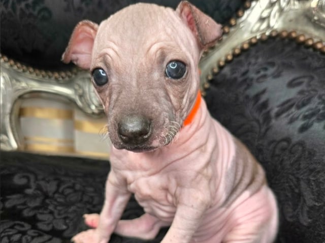 American Hairless Terrier