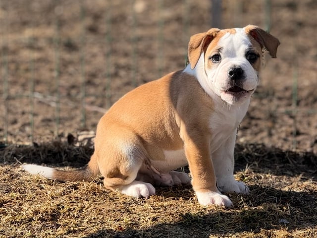 Continental Bulldog