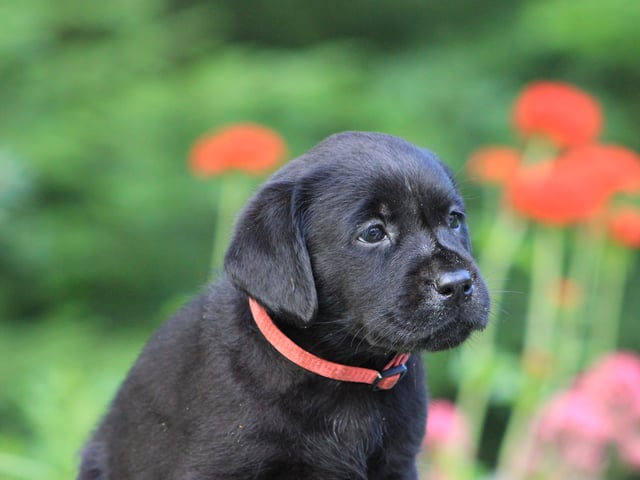 Labrador · Björkvik · Cani Lee