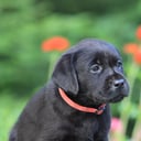 Labrador