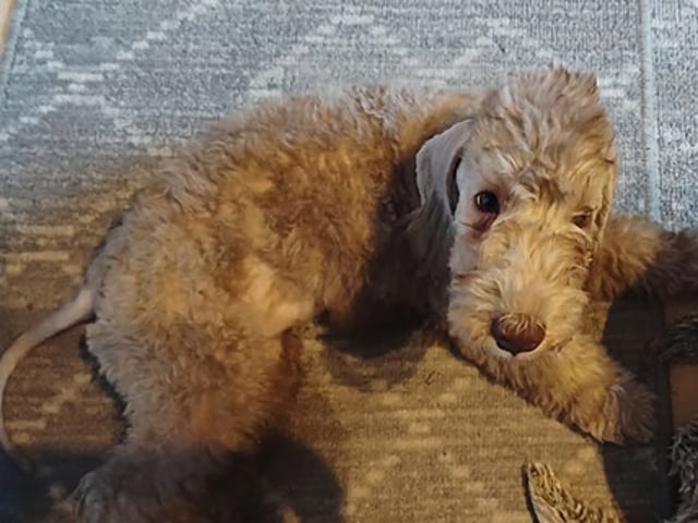Bedlington Terrier
