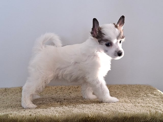 Chinese crested dog