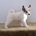 Chinese Crested Dog