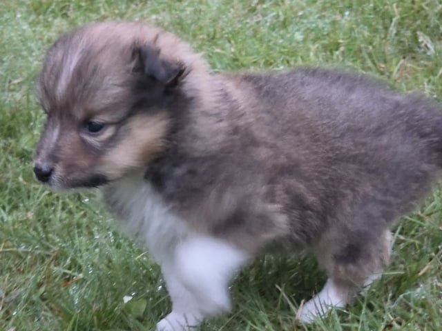 Shetland sheepdog