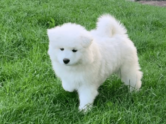 Samojedhund