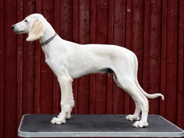 Saluki · Vaggeryd · Ojmanako's Lynette