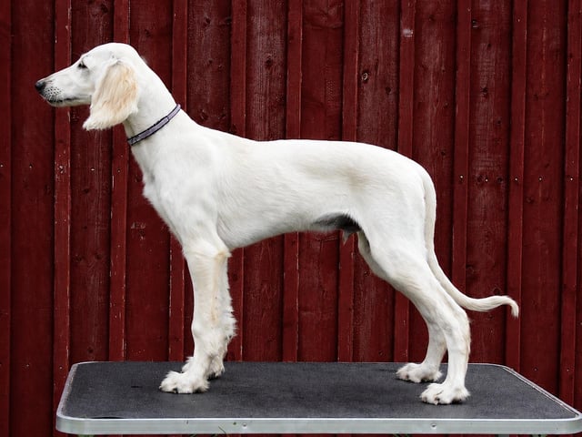 Saluki