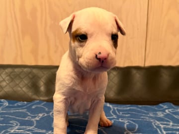Patrick Nielsen Amstaff