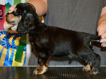 Coxica’s kennel