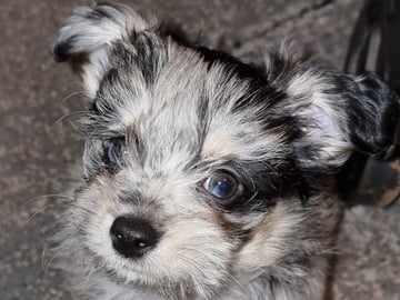 Chihuahua blandras · Bålsta · Bålsta