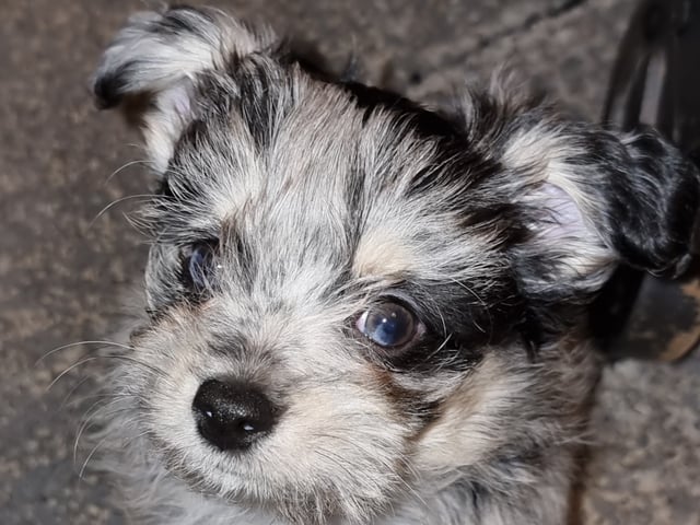 Chihuahua blandras · Bålsta · Minna L.