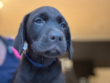 Labrador retriever · Rissa · Graciov A.
