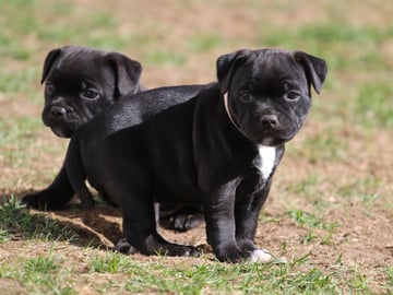 Tattmans kennel