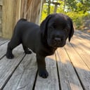 Labrador retriever