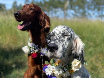 Engelsk setter · Tollarp · Johanna M.