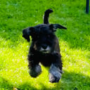 Dværgschnauzer