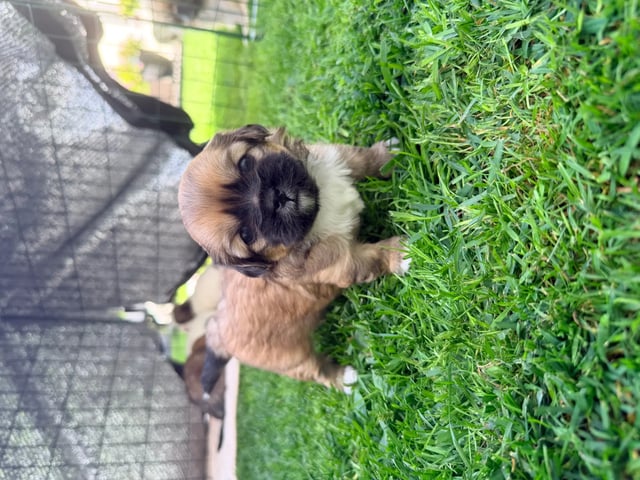 Tibetansk spaniel