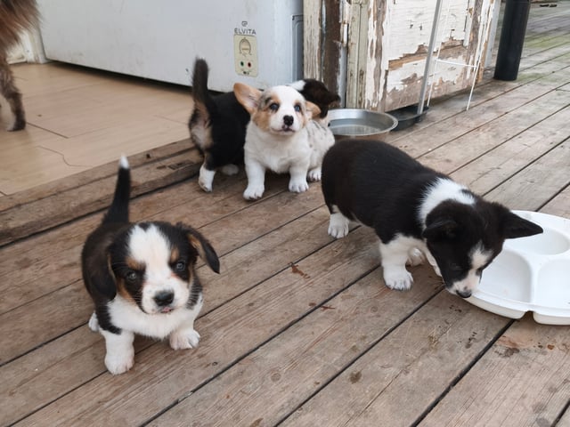 Welsh corgi cardigan