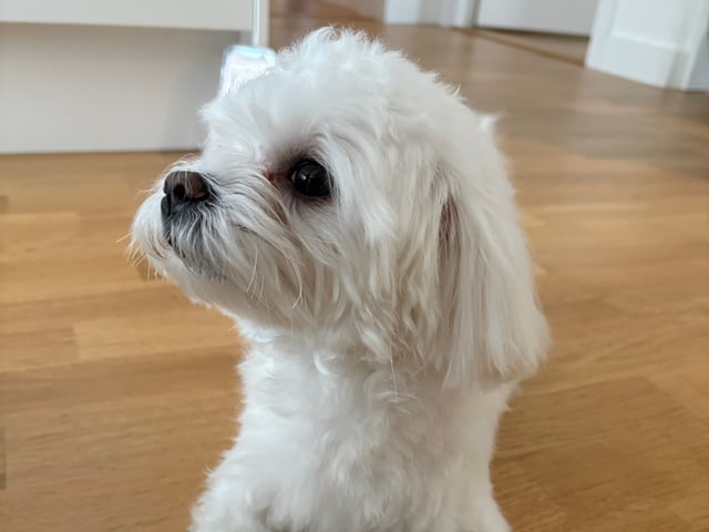 Malteser