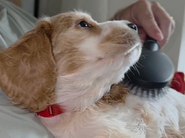 Cocker spaniel · Södertälje · Savanah B.
