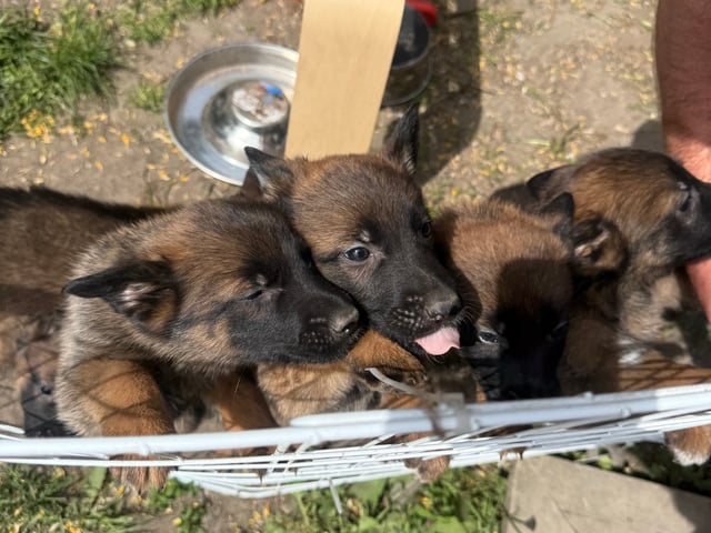 Belgisk hyrdehund – malinois