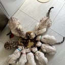 Bengal